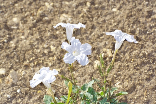 Ruellia metziae, photograph 1