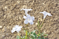 Ruellia metziae, photograph (c) Michelle W. （鍾偉瑋）, some rights reserved (CC BY)