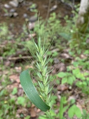 Elymus macgregorii