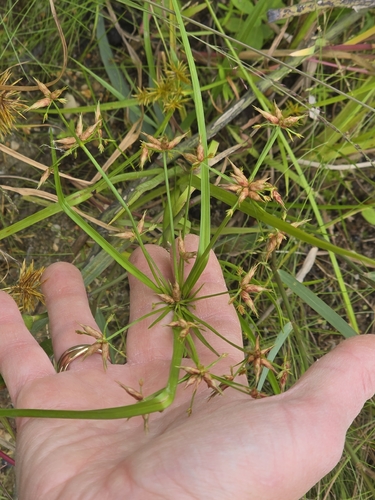 toothed flatsedge