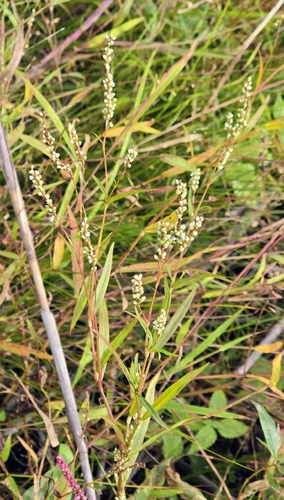 swamp smartweed