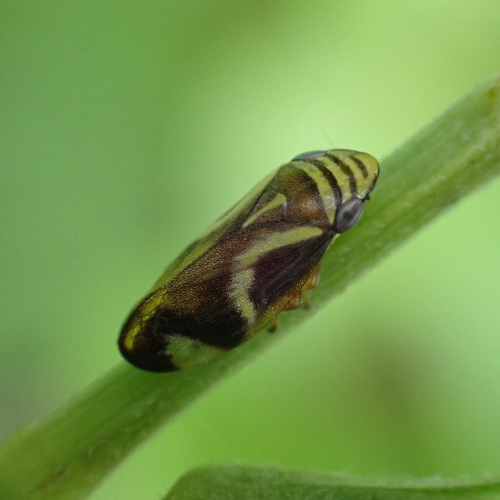 Lallemandana phalerata