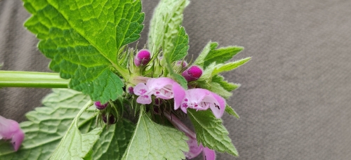 red deadnettle