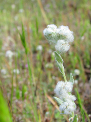 Micropus californicus