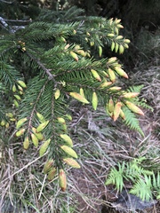 Picea morrisonicola