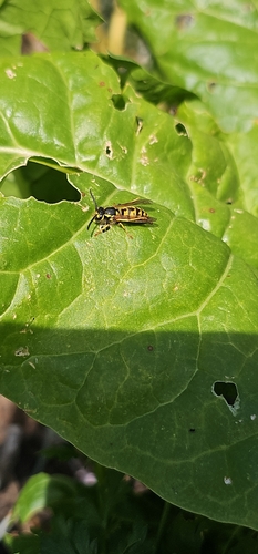 German Yellowjacket