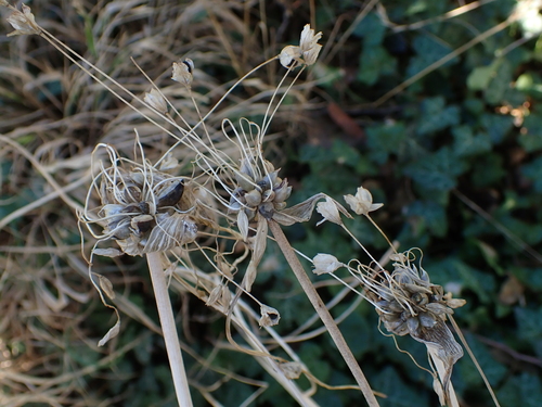 field garlic