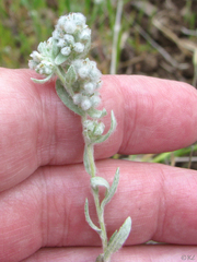 Micropus californicus