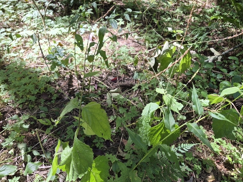 American lopseed