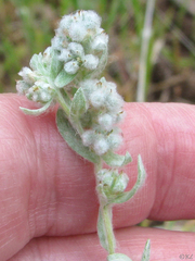 Micropus californicus