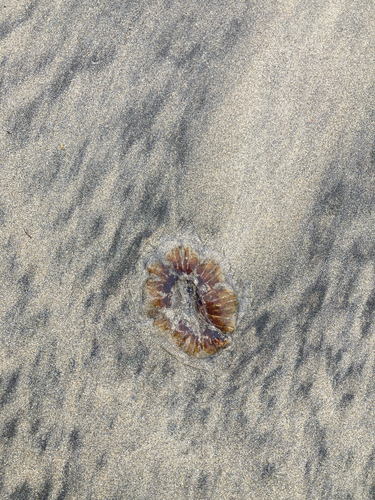 Lion's Mane Jelly