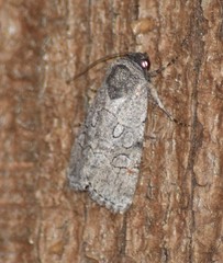 Sympistis sectilis