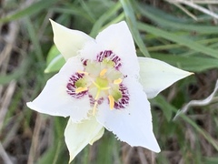 Calochortus lyallii