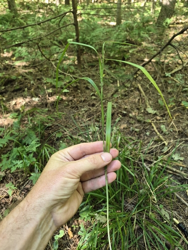Hitchcock's Sedge