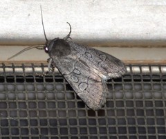 Sympistis sectilis