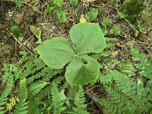 red trillium
