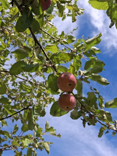 apple