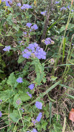 blue mistflower