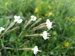 Silene italica