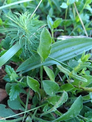Silene italica