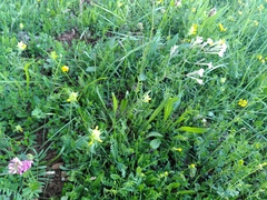 Silene italica