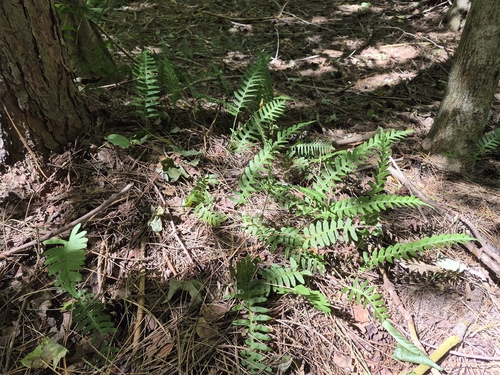 rock polypody