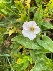 Convolvulus arvensis, photograph author not stated, no rights reserved