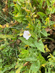 Convolvulus arvensis, photograph author not stated, no rights reserved