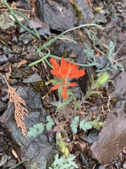 Castilleja hispida