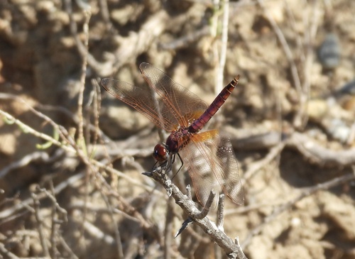 Violet Dropwing