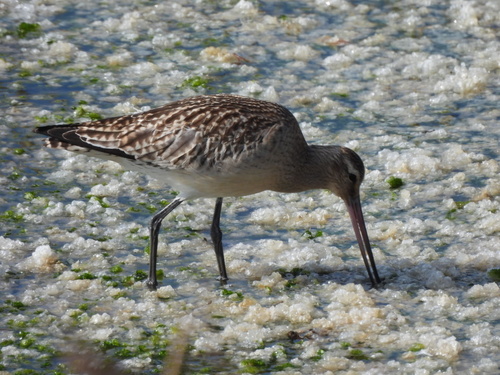 Bar-tailed Godwit