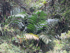 Chamaedorea linearis