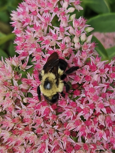 Two-spotted Bumble Bee