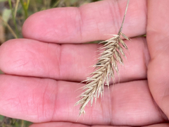 Agropyron cristatum, photograph author not stated, no rights reserved
