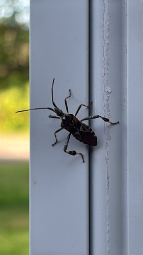Western Conifer Seed Bug