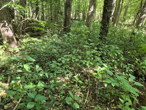 common buckthorn
