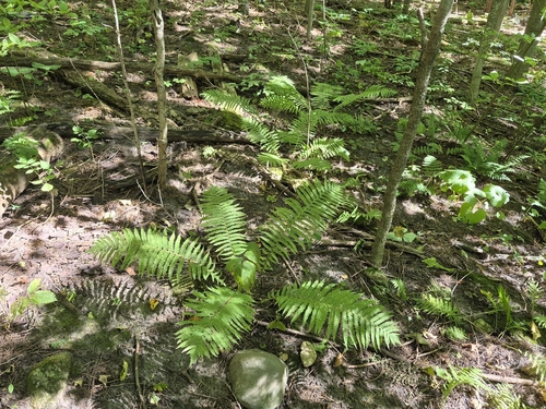 ostrich fern