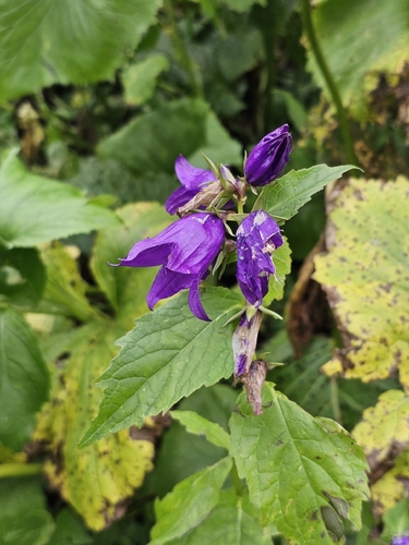 Campanula latifolia, 2026-09-25