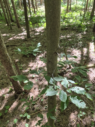American beech