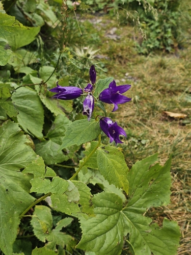 Campanula latifolia, photograph 2