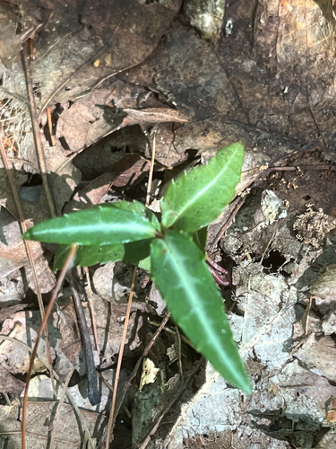 Chimaphila maculata