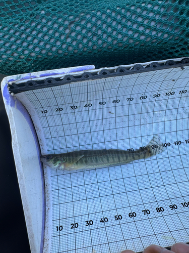 Bigscale Logperch