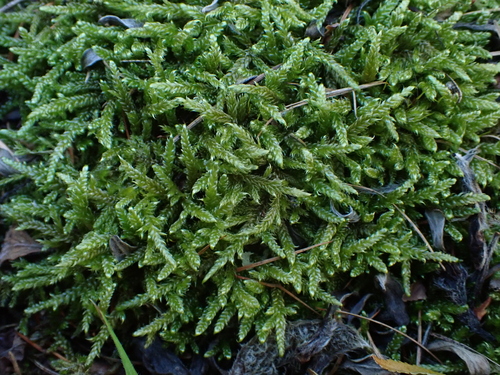 Cypress-leaved Plait-moss