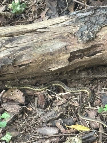 Eastern Garter Snake