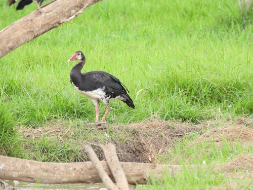 Spur-winged Goose
