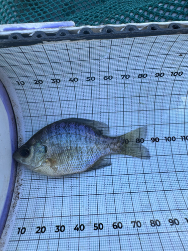 Bluegill