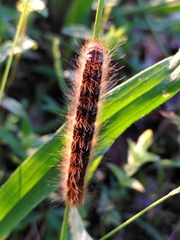 Malacosoma castrense