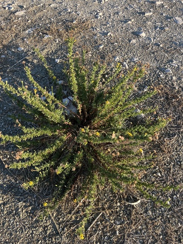 Golden Samphire