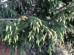 Picea morrisonicola