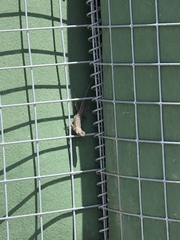 Sceloporus occidentalis longipes